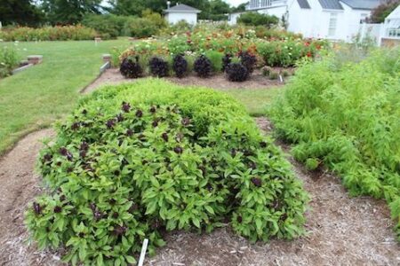 Bringing the Farm Closer to the Table Image